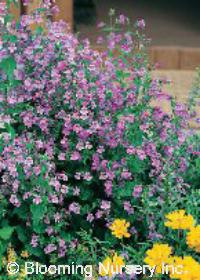 Penstemon smallii 'Violet Dusk'